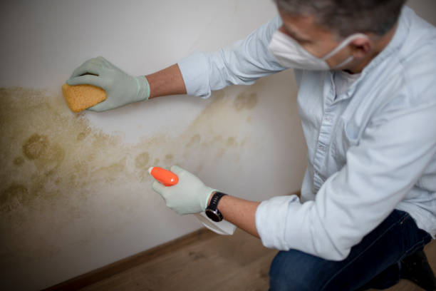 Best Asbestos and Lead Testing During Mold Inspection  in Windcrest, TX